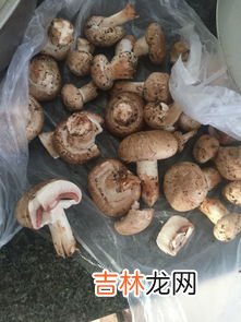 蘑菇发黑了还能不能吃,蘑菇有点发黑还能吃吗