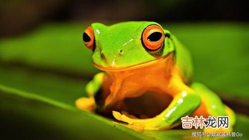 青蛙属于恒温动物还是变温动物,青蛙是恒温动物还是变温动物?