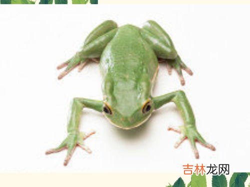 青蛙属于恒温动物还是变温动物,青蛙是恒温动物还是变温动物?