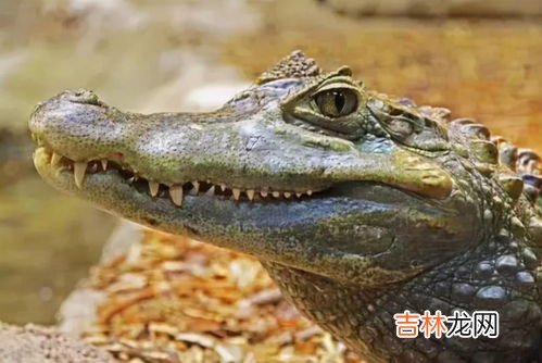 青蛙属于恒温动物还是变温动物,青蛙是恒温动物还是变温动物?