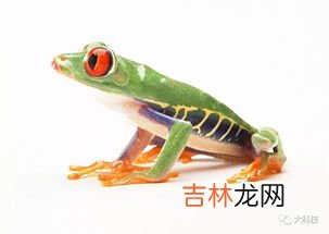 青蛙属于恒温动物还是变温动物,青蛙是恒温动物还是变温动物?