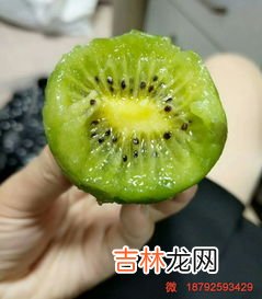 猕猴桃不熟可以吃吗,猕猴桃未熟能吃吗?