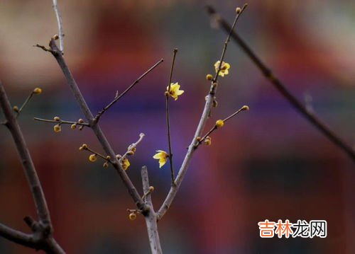 黄色腊梅花语,不同颜色的梅花语是什么？