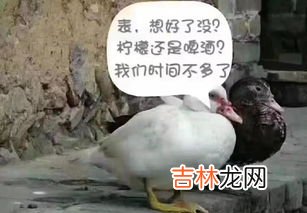 杀鸭子杀什么位置,如何宰杀鸭子？