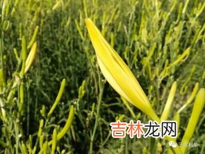 黄花菜怎么种植,黄花菜的种植方法 如何种植黄花菜