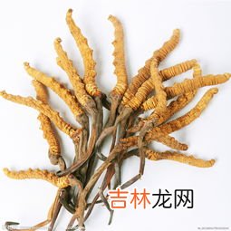 冬虫夏草王多少钱一斤,冬虫夏草价格一斤多少？