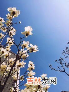 雪滴花历史,《雪滴花》历史原型是什么？