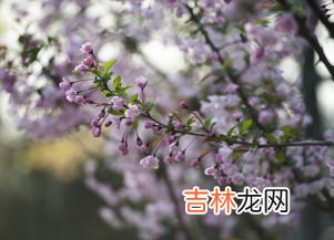 雪滴花历史,《雪滴花》历史原型是什么？