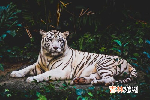 虎年什么属相运势好,虎年最旺的四个属相 财运亨通属相龙？