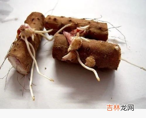 发芽的紫薯能吃吗,紫薯长了小芽还能吃吗