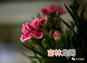 花草种植技术,种植植物怎么种