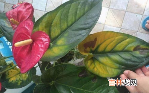 红掌叶子中间发黑干枯,红掌叶子中间发黑干枯怎么办