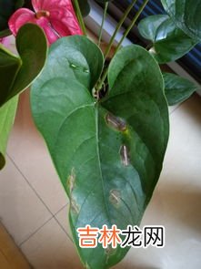 红掌叶子中间发黑干枯,红掌叶子中间发黑干枯怎么办