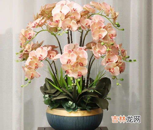 蝴蝶兰开花后怎么养,蝴蝶兰开完花后怎么养