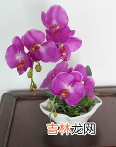 蝴蝶兰开花后怎么养,蝴蝶兰开完花后怎么养