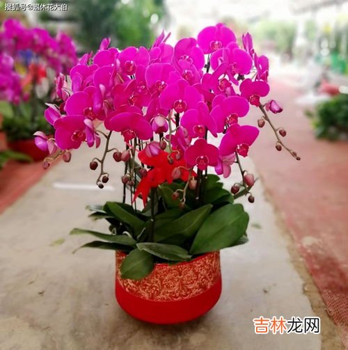 蝴蝶兰开花后怎么养,蝴蝶兰开完花后怎么养