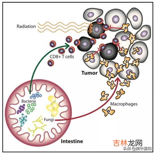 霉菌和真菌的区别是什么,真菌感染和霉菌感染的区别