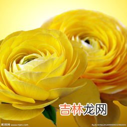 黄色玫瑰代表什么,黄玫瑰代表的是什么意思