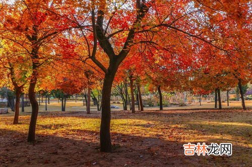 红枫叶褪黑素软胶囊,褪黑素软胶囊的副作用