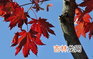 红枫叶褪黑素软胶囊,褪黑素软胶囊的副作用