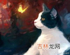 蝴蝶猫是什么,俗称的蝴蝶猫是什么样子的?