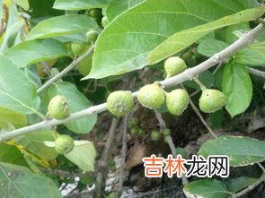 牛奶和无花果能一起吃吗,无花果生津止渴，适合泡水喝，新鲜的无花果和什么相克？