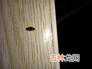 厨房里有小黑虫怎么清除,厨房黑色虫子如何处理
