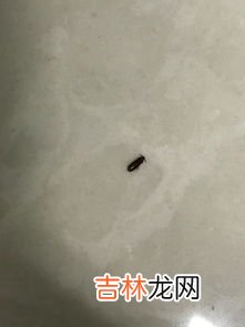 厨房里有小黑虫怎么清除,厨房黑色虫子如何处理