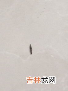 厨房里有小黑虫怎么清除,厨房黑色虫子如何处理