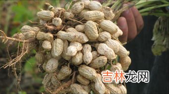 花生的生长习性,花生的生长习性特点和生长环境条件