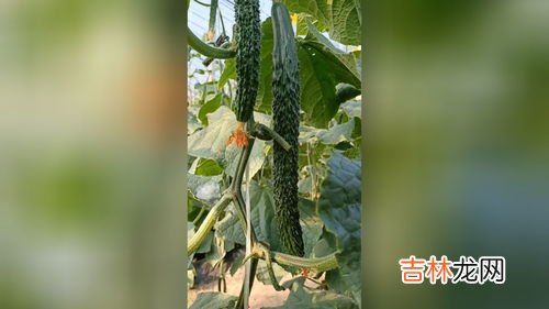 花生的生长习性,花生的生长习性特点和生长环境条件
