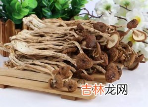 茶树菇的功效与作用,茶树菇的功效与作用有哪些?什么人不适合吃茶树菇?