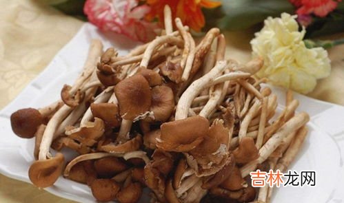 茶树菇的功效与作用,茶树菇的功效与作用有哪些?什么人不适合吃茶树菇?