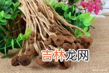 茶树菇的功效与作用,茶树菇的功效与作用有哪些?什么人不适合吃茶树菇?