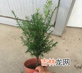 有植物熊猫之称的是,有植物熊猫之称的是什么哪些植物被称为熊猫的称呼