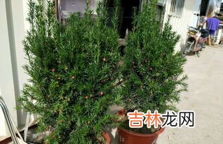 有植物熊猫之称的是,有植物熊猫之称的是什么哪些植物被称为熊猫的称呼