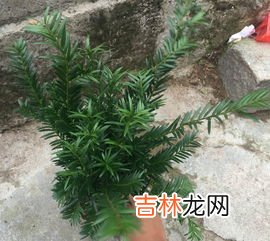 有植物熊猫之称的是,有植物熊猫之称的是什么哪些植物被称为熊猫的称呼