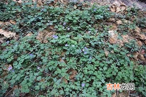 有植物熊猫之称的是,有植物熊猫之称的是什么哪些植物被称为熊猫的称呼