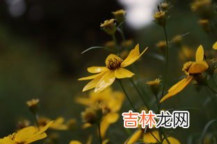 黄色花的植物,黄色花卉有哪些