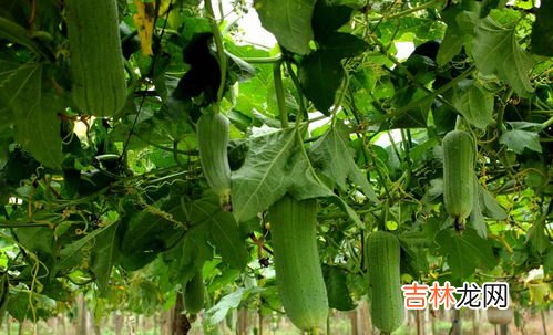 八角丝瓜为什么会苦能吃吗,八角丝瓜有苦能吃吗