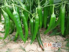 青辣椒可以放冰箱冷冻吗,青辣椒用开水焯一下能冷冻保鲜吗?