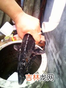中华鲟鱼的做法,中华鲟鱼咋做好