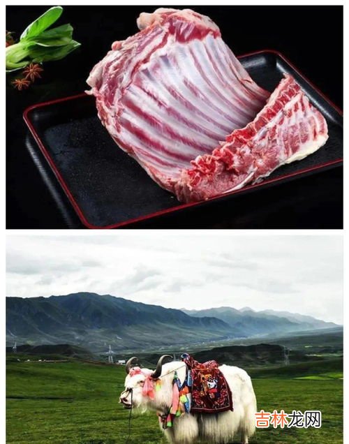 白牦牛的故乡,关于西藏毛牛的传说?