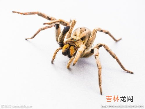 黄色的蜘蛛是什么品种,金黄色的蜘蛛