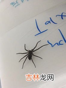 黄色的蜘蛛是什么品种,金黄色的蜘蛛