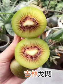 红心猕猴桃怎么吃,黄心猕猴桃和红心猕猴桃哪个好 黄心猕猴桃怎么催熟
