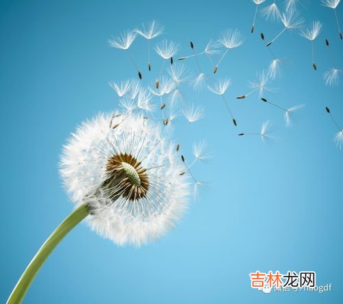 蒲公英可以炖汤喝吗,蒲公英怎么吃，凉拌、炒菜、煲汤