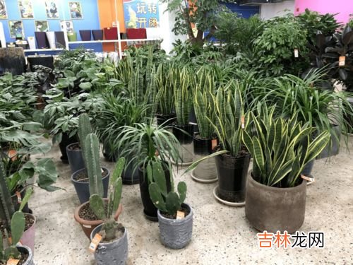 虎皮剑兰的养殖方法和注意事项浇水,虎皮兰的养殖方法和注意事项