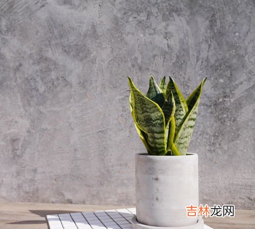 虎皮剑兰的养殖方法和注意事项浇水,虎皮兰的养殖方法和注意事项