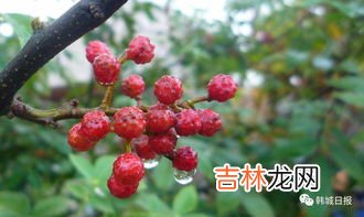 花椒怎么种好,花椒怎么种